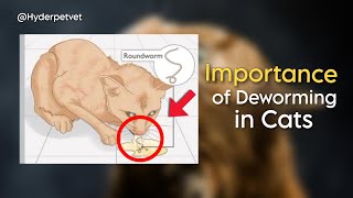 Cat deworming  How to deworm Cats and kittens  Symptoms of Cat worms  Cat deworming is necessary [upl. by Kong336]