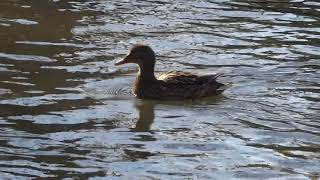 Quacking mallard hen Botany Pond University of Chicago March 8 2020 [upl. by Adnovad]