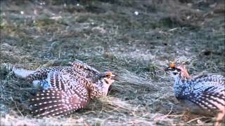 Plains Dancer Albertas Sharptailed Grouse [upl. by Cleon]