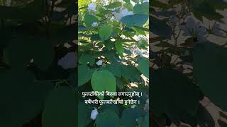 फूलटाँकी Bauhinia acuminataDwarf white bauhinia [upl. by Lynde]