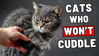 SHOCKING Reason Your Cat Wont Cuddle How to Fix It [upl. by Llertak350]