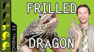 Frilled Dragon The Best Pet Lizard [upl. by Platt]