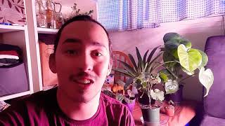 How to Grow Balfour Aralia  Shield Aralia Polyscias scutellaria varvariegata [upl. by Arnoldo]