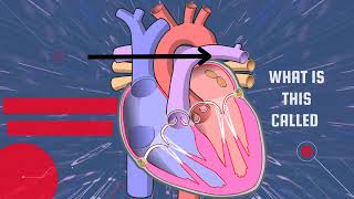 Human Heart ❤️❤️ Anatomy 💔🫀 Heart essential science youtubevideo heart anatomy [upl. by Nylareg]