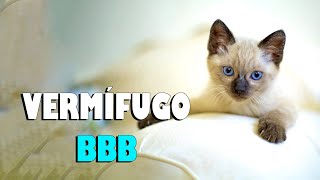 VERMÍFUGO PARA GATO bom e barato  Gatil Hauser [upl. by Barbara-Anne249]