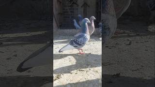 Beautiful pingeon in the world kabutars birds Anasloft youtubeshorts trending shorts video [upl. by Anglo]