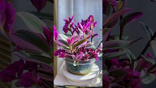 Recycle and growing flowers in pot so beautiful garden flowers flower garden diy gardenplants [upl. by Anwahsal]