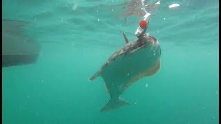 On the Halibut  Norway  XLyngen  Anglers World [upl. by Giselbert219]