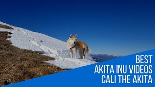 Akita Inu  gorgeous hike Japanese Akita 秋田犬 [upl. by Sello]