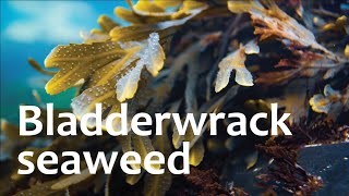 Bladderwrack seaweed SEAWEED ORGANICS SKINCARE [upl. by Midan214]