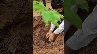 Transplantation of custard apple [upl. by Krissy]