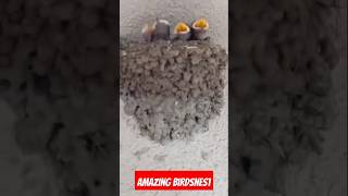 Amazing birdsnest shorts birdslover birdsnest pets [upl. by Orvas417]