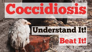 Coccidiosis  Understand it Beat It [upl. by Keifer]