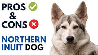 Northern Inuit Dog Pros and Cons  British Timber Dog Advantages and Disadvantages [upl. by Vittoria]