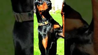 European Doberman Price 🐕🐕 [upl. by Monjan619]