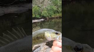 Fishing in the rocks fishing bassfishing [upl. by Annai]