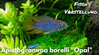 Apistogramma borelli quotOpalquot  Liquid Nature Fisch Vorstellung [upl. by Rosmarin]