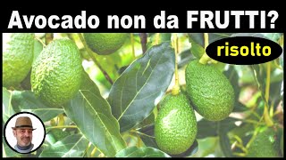 COME FARE FRUTTIFICARE LAVOCADO [upl. by Shae]