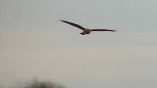 Hen Harrier ringtail Wicken Fen Cambridgeshire 4th January 2020 [upl. by Aicia]