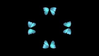 Butterfly Hologram Video HD [upl. by Ethbin334]