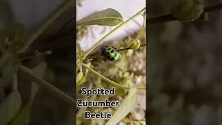 Spotted Cucumber Beetle [upl. by Roel]