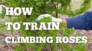 How to train CLIMBING ROSES  Rambling roses [upl. by Gualtiero]