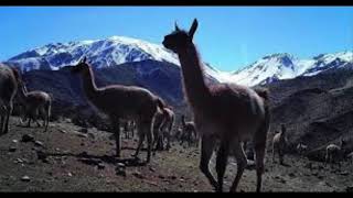 Guanaco calling its young in forest [upl. by Mima]