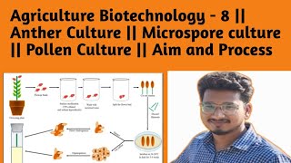 Ag Biotechnology  8  Anther Culture  Microspore culture  Pollen Culture  Aim and Process [upl. by Alleinad763]