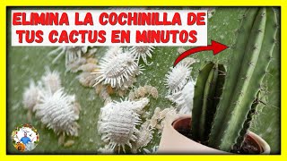 COMO ELIMINAR LA COCHINILLA DE LOS CACTUS  EN POCOS MINUTOS  FACIL Y RAPIDO  Gio de la Rosa [upl. by Eednak]