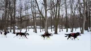 Dog Sledding  A Pure Michigan Winter [upl. by Aurelie113]