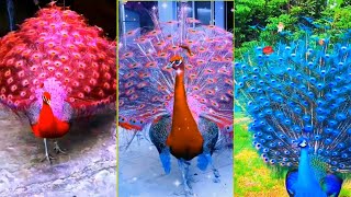 Peacock opening feathers，Most beautiful peacocks in the world，Peacock video [upl. by Annaehs]