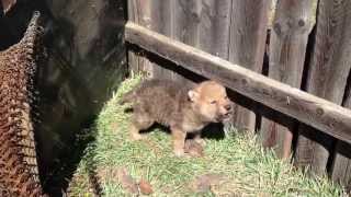 Wolf cub howling [upl. by Briney]