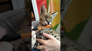 Мини сервал чистит зубы 🦷Serval meow каракал caracal cute caracat сервал cat serval alc [upl. by Fi207]