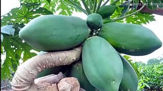 How to grow Papaya in Pots  Complete Growing Guide Easily [upl. by Irmina507]