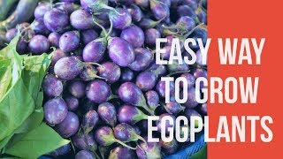 Listada De Gandia Eggplant Recipes [upl. by Edaj348]