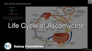 Life cycle of Ascomycete Biology Lecture  Sabaqpk [upl. by Temme]