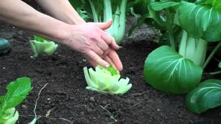 Cutandcomeagain harvesting pak choi [upl. by Steddman843]