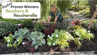 Planting Proven Winner Heuchera amp Heucherella [upl. by Noired]