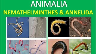 Nemathelminthes amp Annelida  Biologi Kelas 10 [upl. by Norbel]