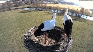 Storchennest Alfeld Leine [upl. by Brandea]