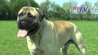 Bullmastiff Informationen zur Rasse [upl. by Letsirc]