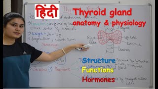 Thyroid gland anatomy amp physiology in Hindi  functions  structure  hormones  parathyroid [upl. by Dew]