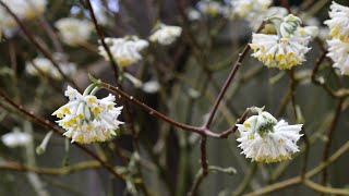 Edgeworthia  Edgeworthia papyrifera and chyrsantha [upl. by Aillimac]