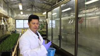 Understanding how herbicides work through controlled trial work [upl. by Yatnwahs]