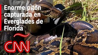 Capturan enorme pitón birmana invasora en Florida [upl. by Willem]