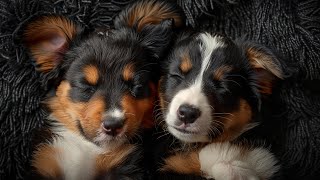 Deep Separation Anxiety Music to Calm Dogs Used by 4 Million Dogs 🐶🎶 Calm Dog Down Music [upl. by Hendel]