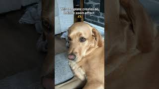 goldendog funnydog puppy goldens funnygoldenretriever cutegolden funnypet labradorretriever [upl. by Arlyn]