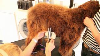 Royal Diamond Labradoodles The Body Hand Scissor Cutmov [upl. by Carilyn]