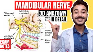 Mandibular Nerve Anatomy 3D  mandibular nerve branches anatomy  mandibular nerve course anatomy [upl. by Ecnarretal374]