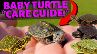 How To Care For A Baby Turtle  Most Species [upl. by Oilut]